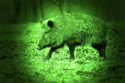 pig hunting with night vision
