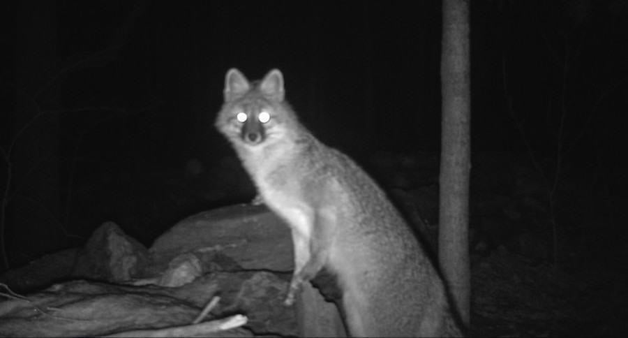 red fox hunting spotlight OpticHuntingGear
