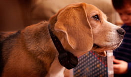 garmin-barklimiter-beagle